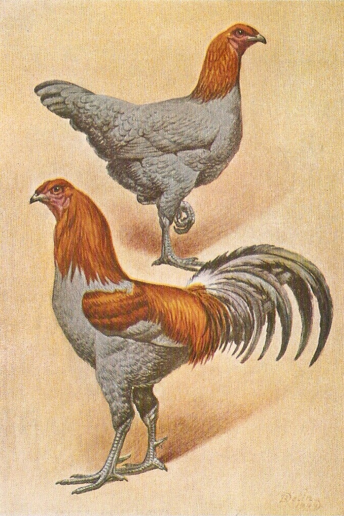 ptactwo domowe - drób rasowy