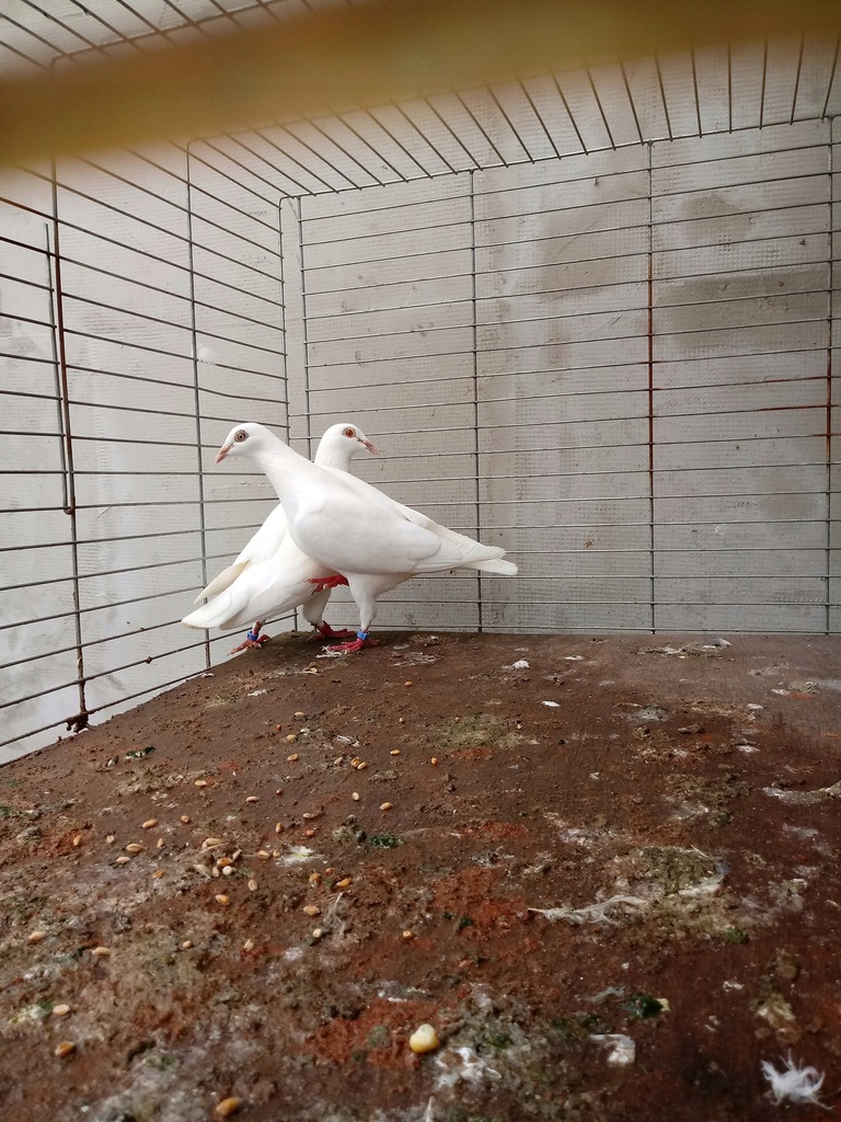 Białe gołębie pocztowe
