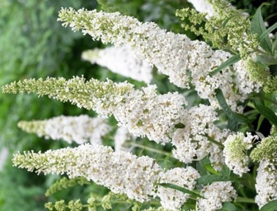 BUDLEJA Dawida White Bouquet biała 30cm GRATIS