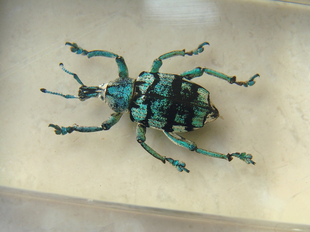 Słonik chrząszcz - Curculionidae