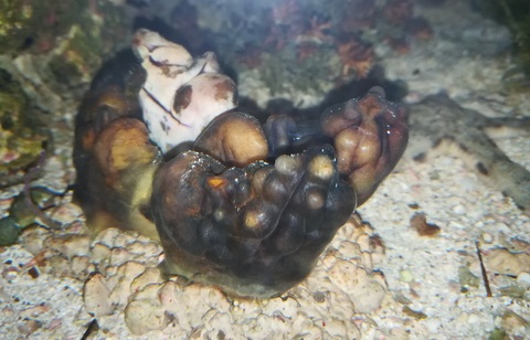 Morskie akwarium-Osłonica Polycarpa aurata