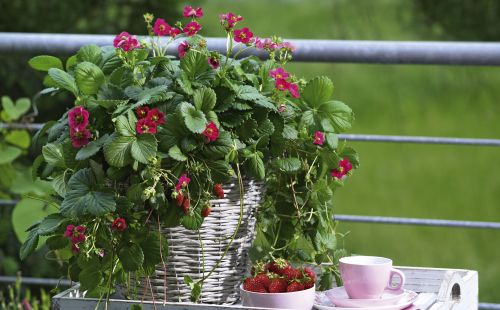 Truskawka Fragaria ananassa Fragoo Rose Toscana