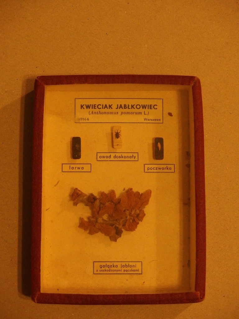 Kwieciak jabłkowiec, PRL, pomoc naukowa