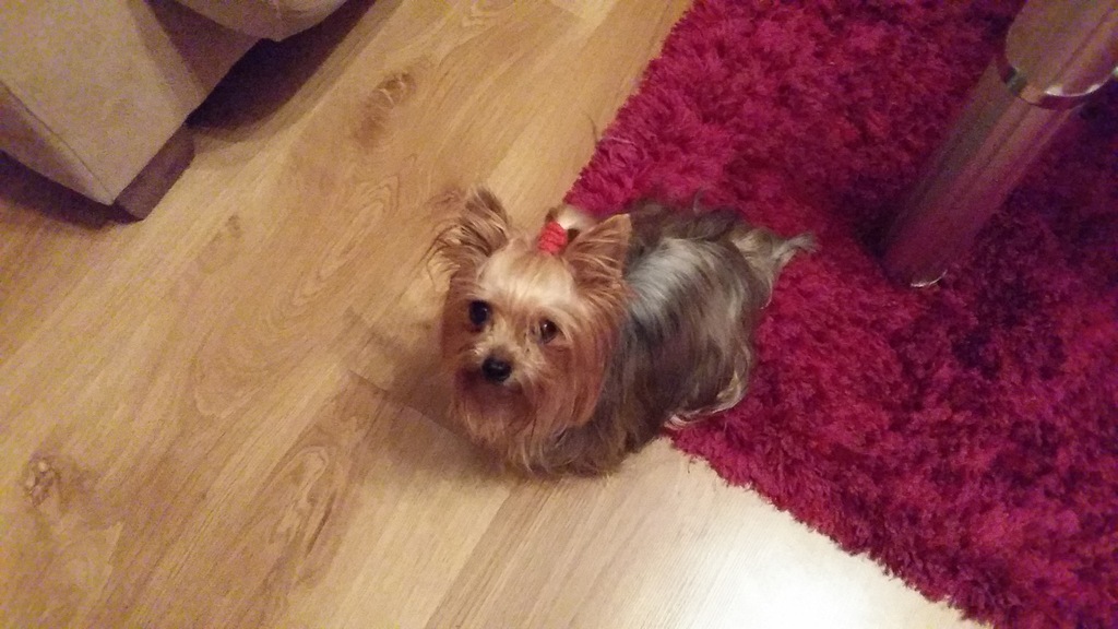 York Yorki