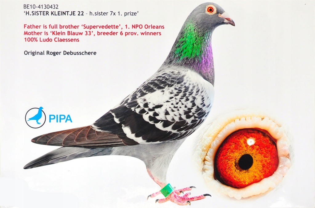 golebie pocztowe-PIPA