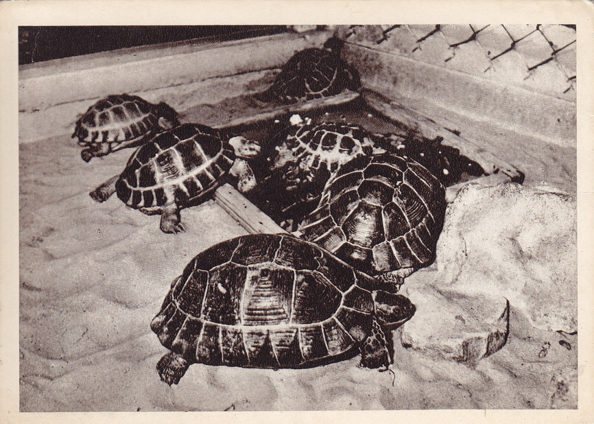 ŁOTWA - RYGA - ZOO - ŻÓŁW ŚRÓDZIEMNOMORSKI