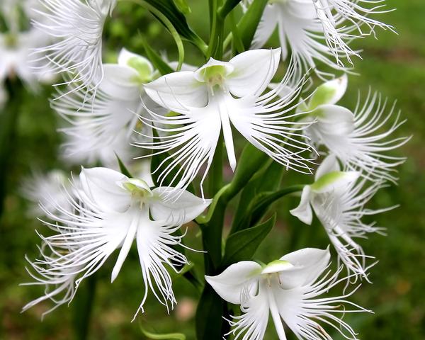 acm HABENARIA RADIATA STORCZYK OGRODOWY BIAŁE KWIA