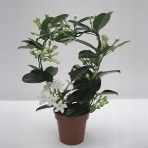 STEFANOTIS STEPHANOTIS pnącze Madagaskaru