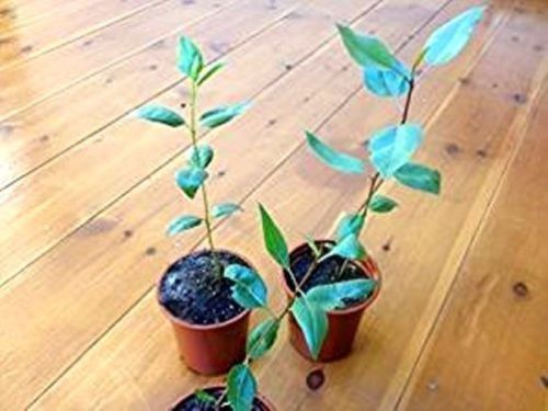 Drzewko Pistacjowe(Pistacja Vera) 30-35cm SADZONKA
