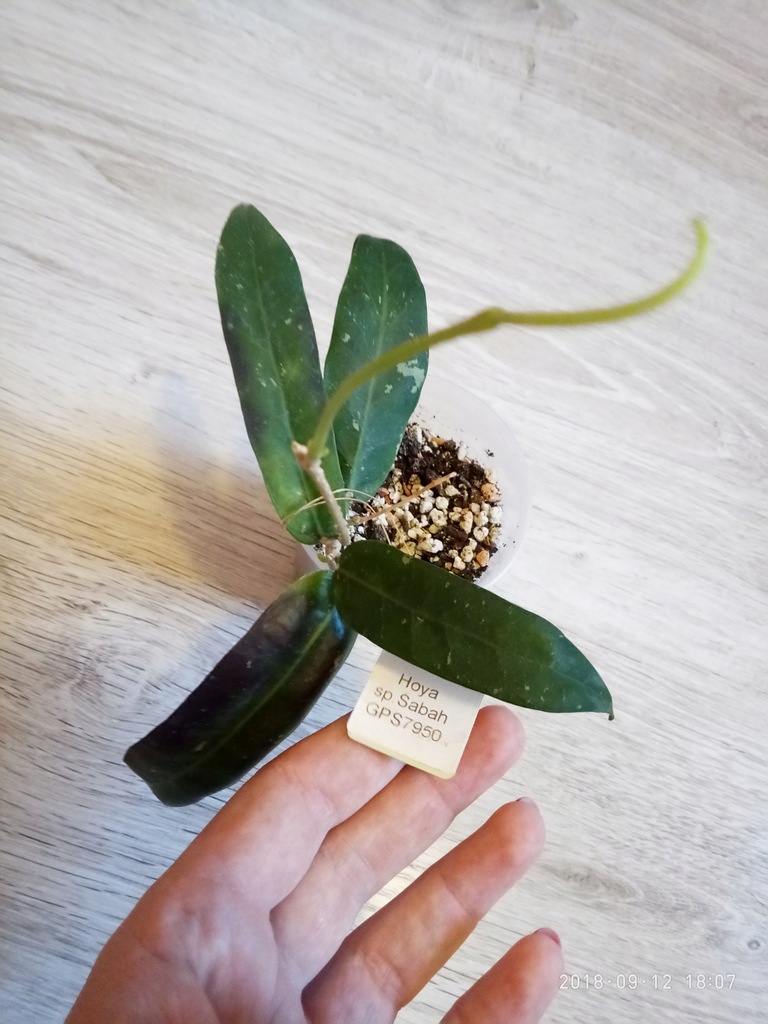 Hoya hoja sp. Sabah GPS 7950- rosnąca