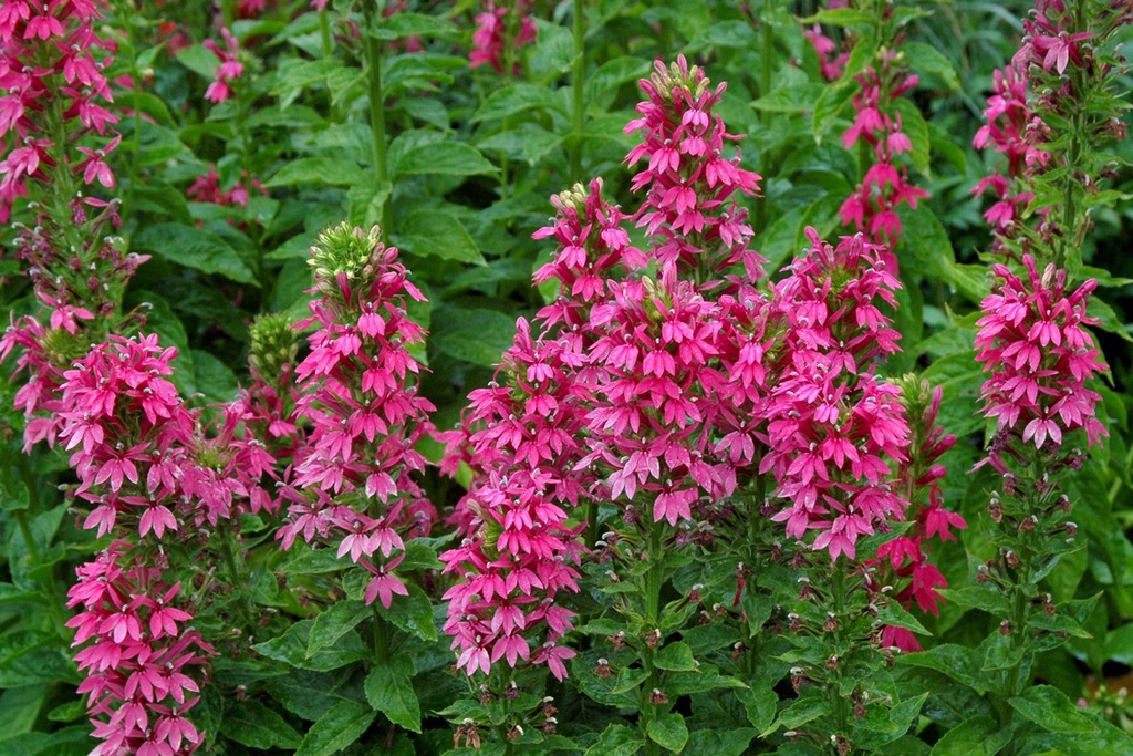 LOBELIA MONET MOMENT Stroiczka Długo kwitnie Szkół