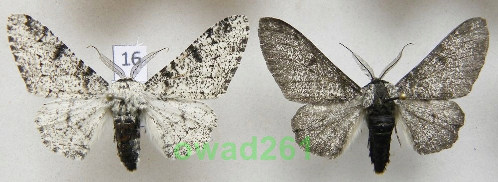 Biston betularia Krępak nabrzozak16 x2