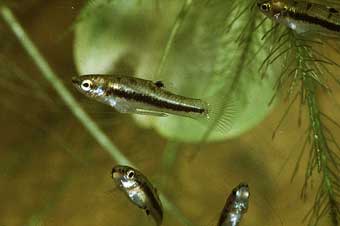 Heterandria formosa - drobniczka jednodniówka 