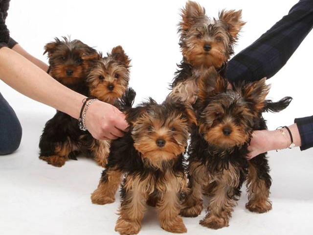 Drobniutka suczka Yorkshire Terrier, York Champion