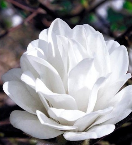 Magnolia Mag's Pirouette Biała Dama
