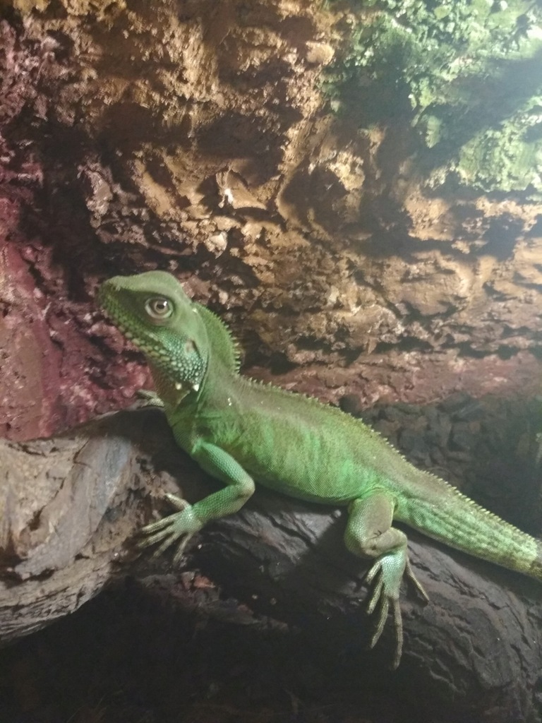 Agama błotna
