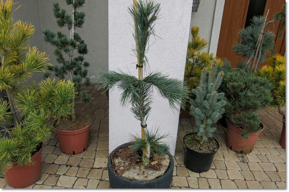 Pinus flexilis 'Pendula' - duża i śliczna !!