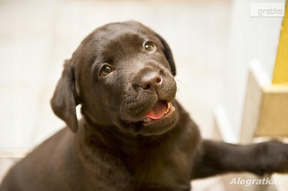 LABRADOR RETRIEVER szczenieta z rodowodem ZKwP,FCI