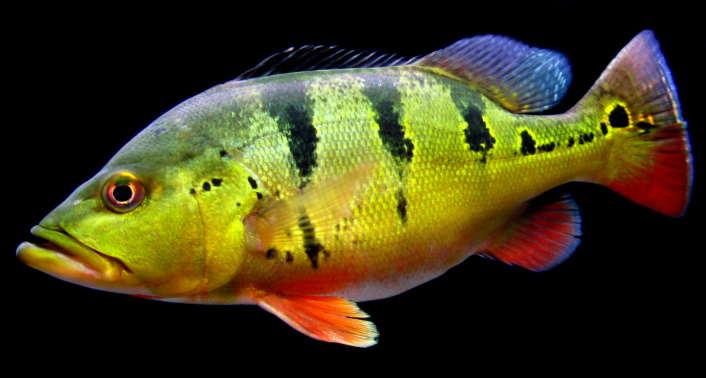 Pielęgnica Cichla ocellaris