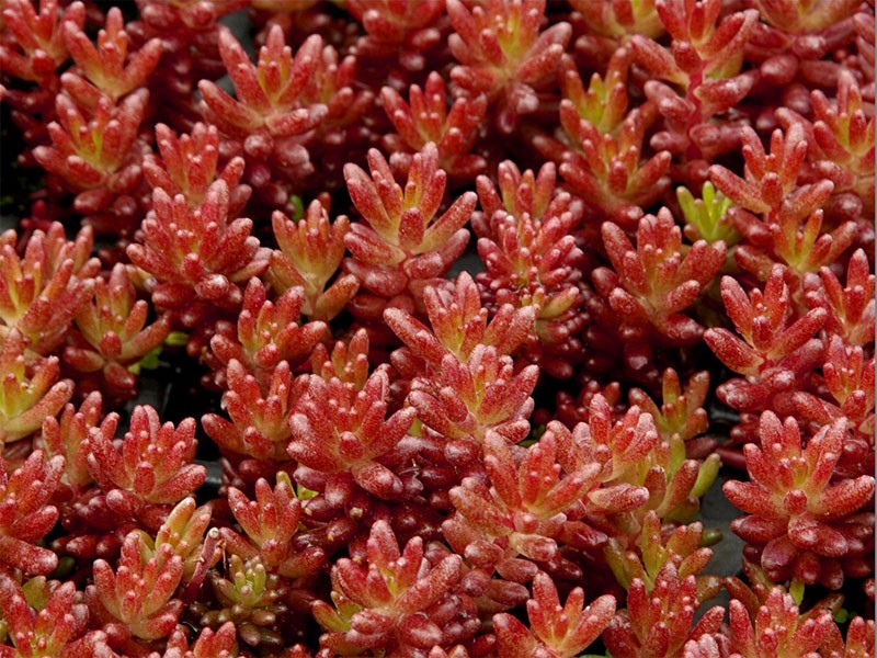 rozchodnik biały sedum Murale - Byliny Farm