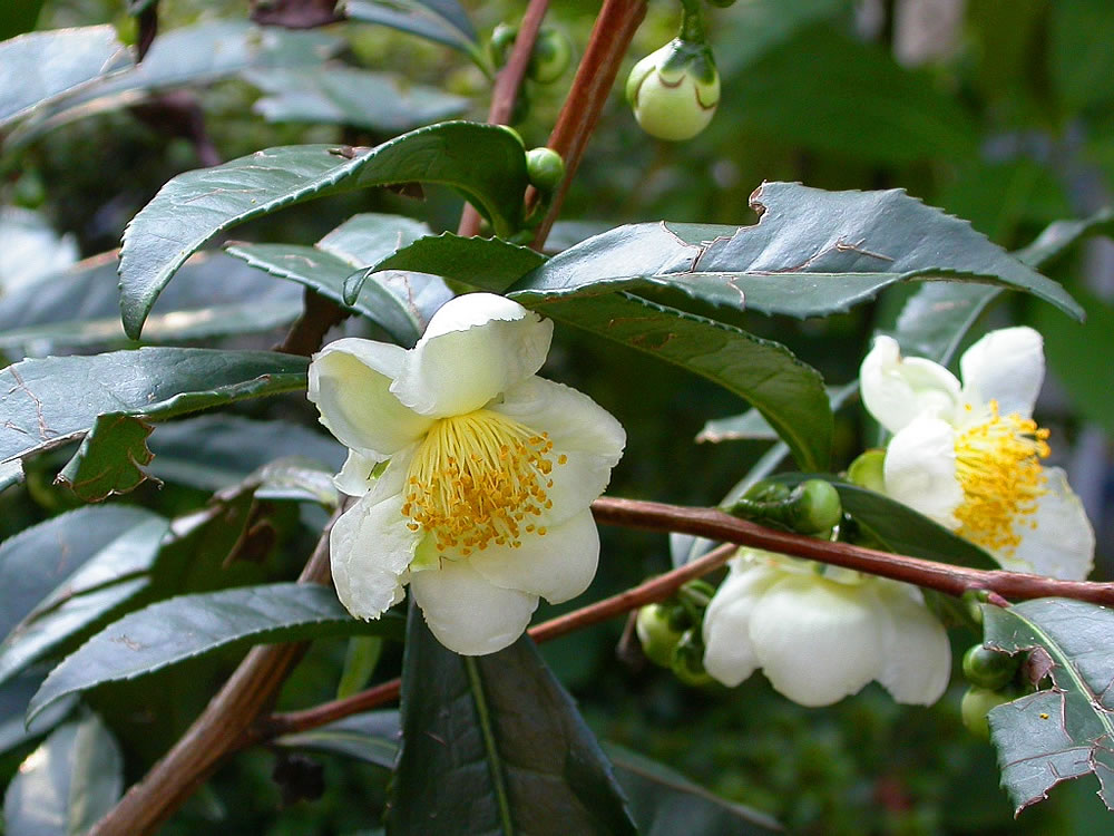 HERBATA CHIŃSKA (THEA SINENSIS = TOONA) 2 NASIONA - 7253353851