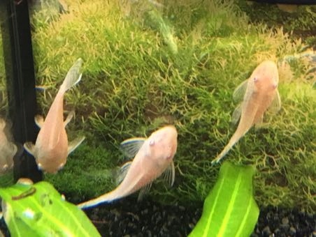 Zbrojnik Glonojad bialy - Albinos 5 sztuk 6-7cm