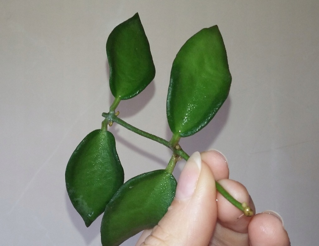 Hoya NS 05-240