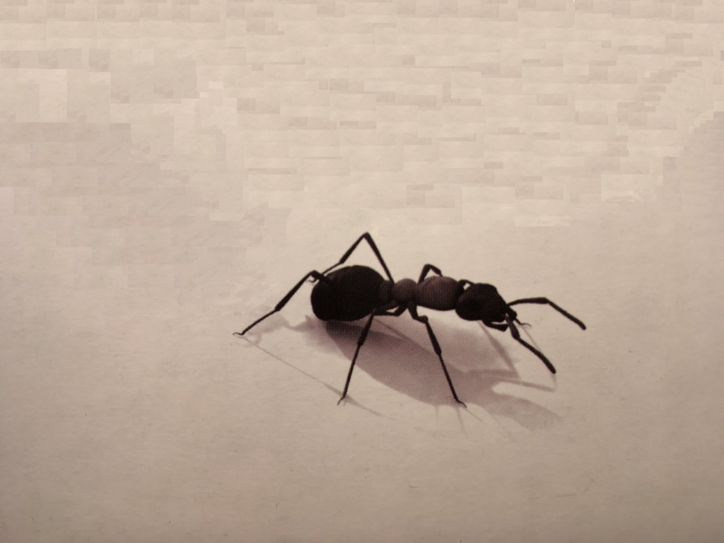 Gmachówka pniowa (Camponotus fallax) królowa+jaja