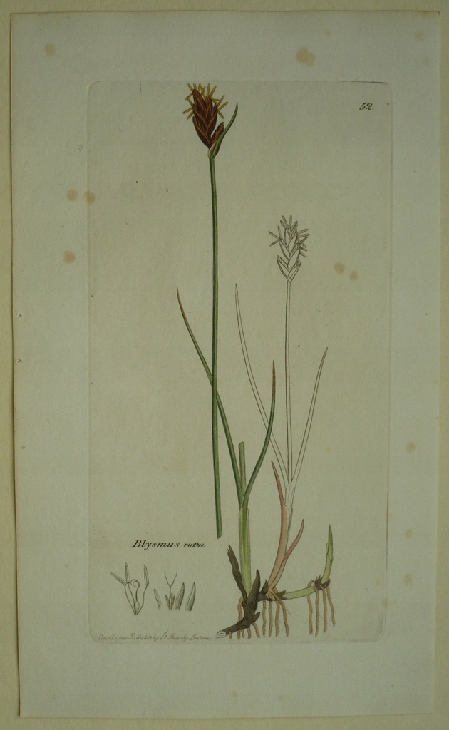 kwiat ostrzew rudy, oryg. 1802 + akware