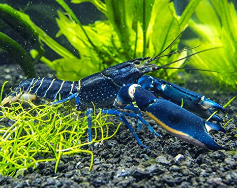 Rak Cherax Blue Moon Wysyłka SAXON4