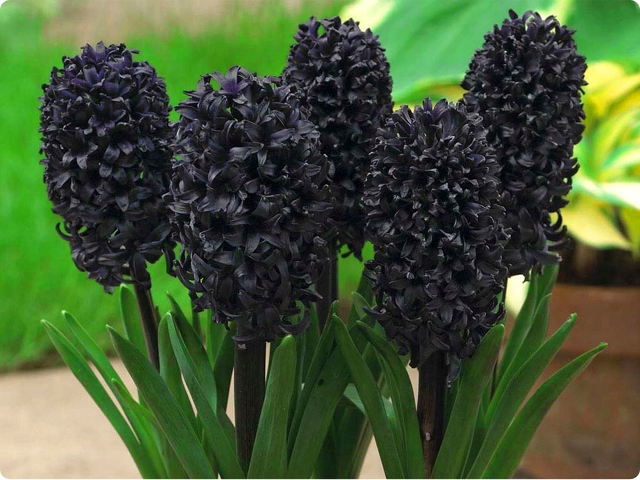 HYACINTHUS HIACYNT DARK DIMENSION 1 SZT + GRATIS