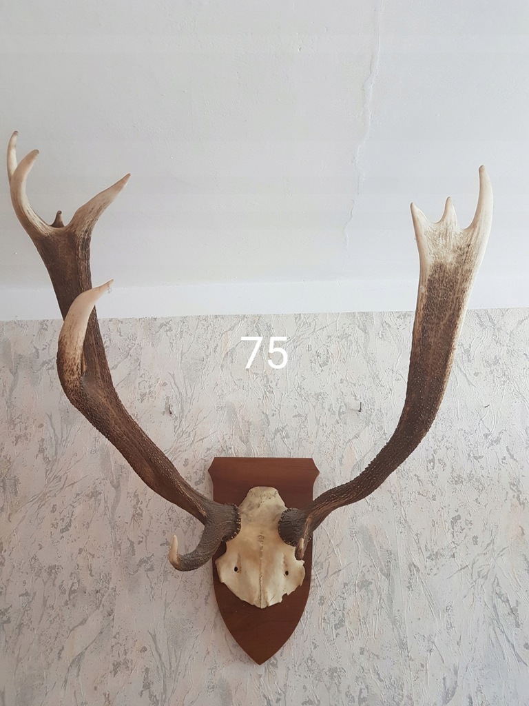 Trofea mysliwskie - poroże, jeleń, byk, muflon