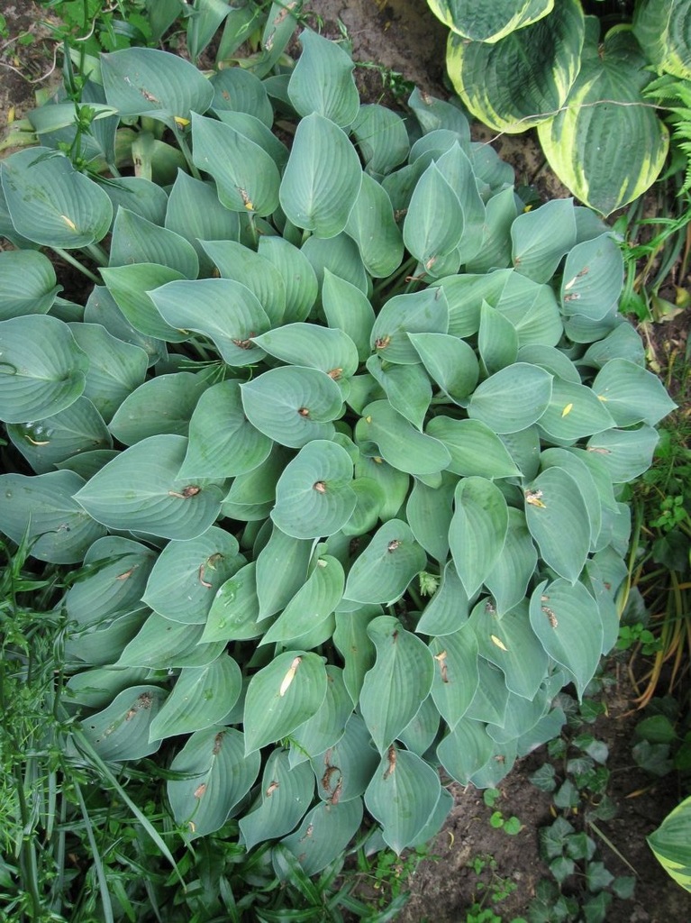 Funkia hosta  byliny wieloletnie na skalniak nr1