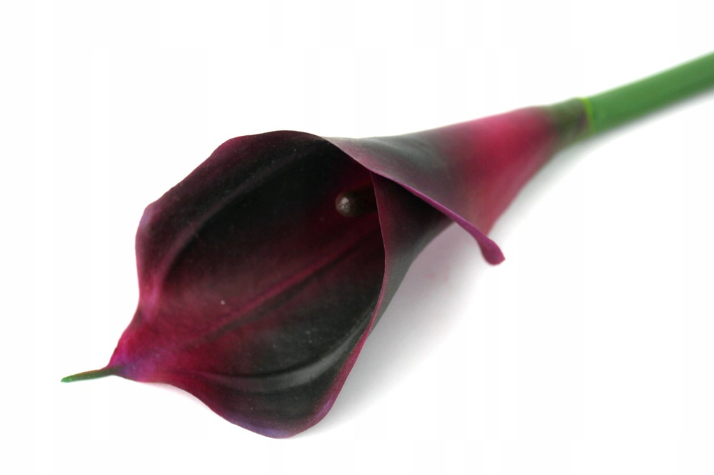 CALLA KALIA BORDO BORDOWA GAŁĄZKA