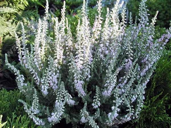 B224  Wrzos pospolity 'Silver knight' (Calluna)