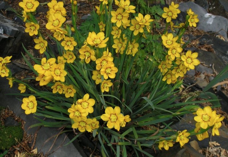 Miecznica Sisyrinchium macrocarpum