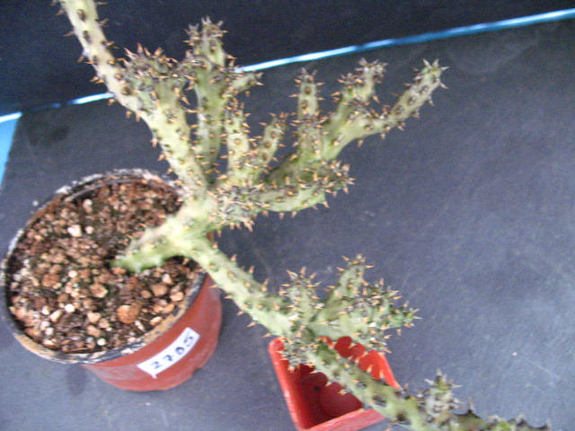 Kaktusy Edithcolea grandis 2735 w don9cm
