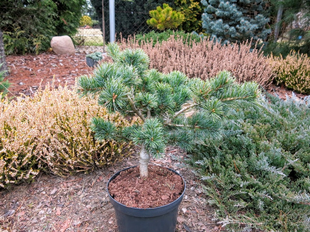 Pinus parviflora 'Adcock's Dwarf'- !!!