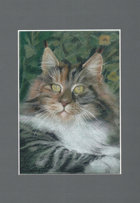 PASTEL KOT MAINE COON 21x30 obraz od autora