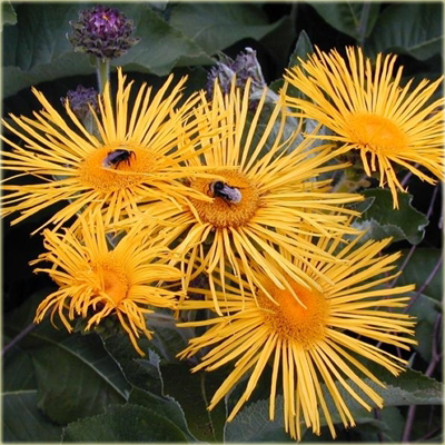 bylina Oman wschodni Inula orientalis