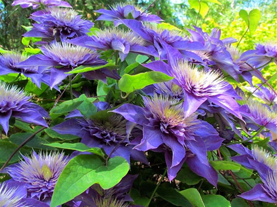 Clematis Powojnik Multi Blue ~ NIEBIESKI PEŁNY, C2 - 7385946669