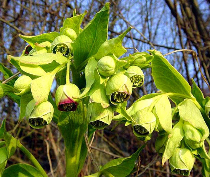 CIEMIERNIK PALMOWY - HELLEBORUS FOETIDUS