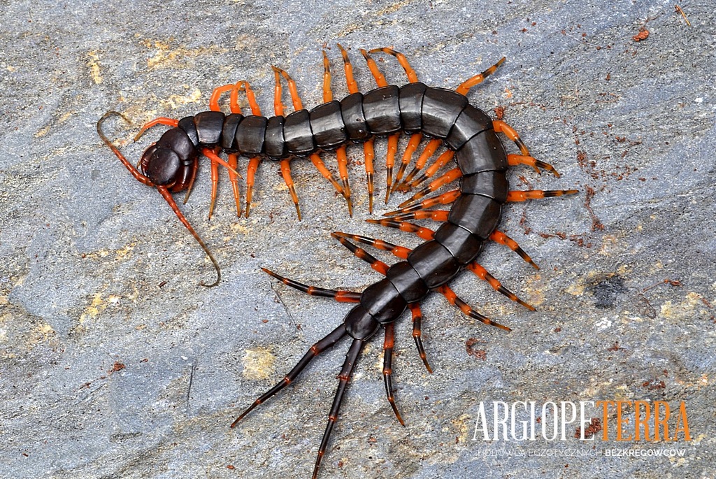 Scolopendra hainanum - młode, skolopendra