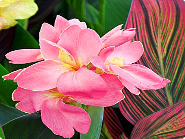 CANNA KANNA PACIORECZNIK PINK SUNBURST 1 szt