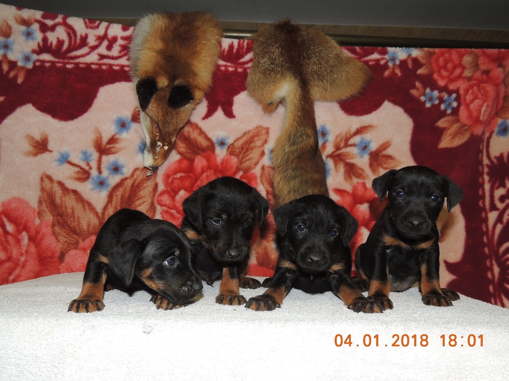 Jagdterier Niemiecki Terier Mysliwski