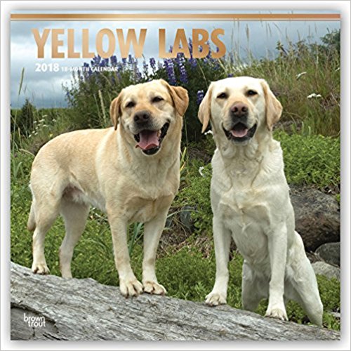 Kalendarz Labradory Yellow Labrador Retriever 2018