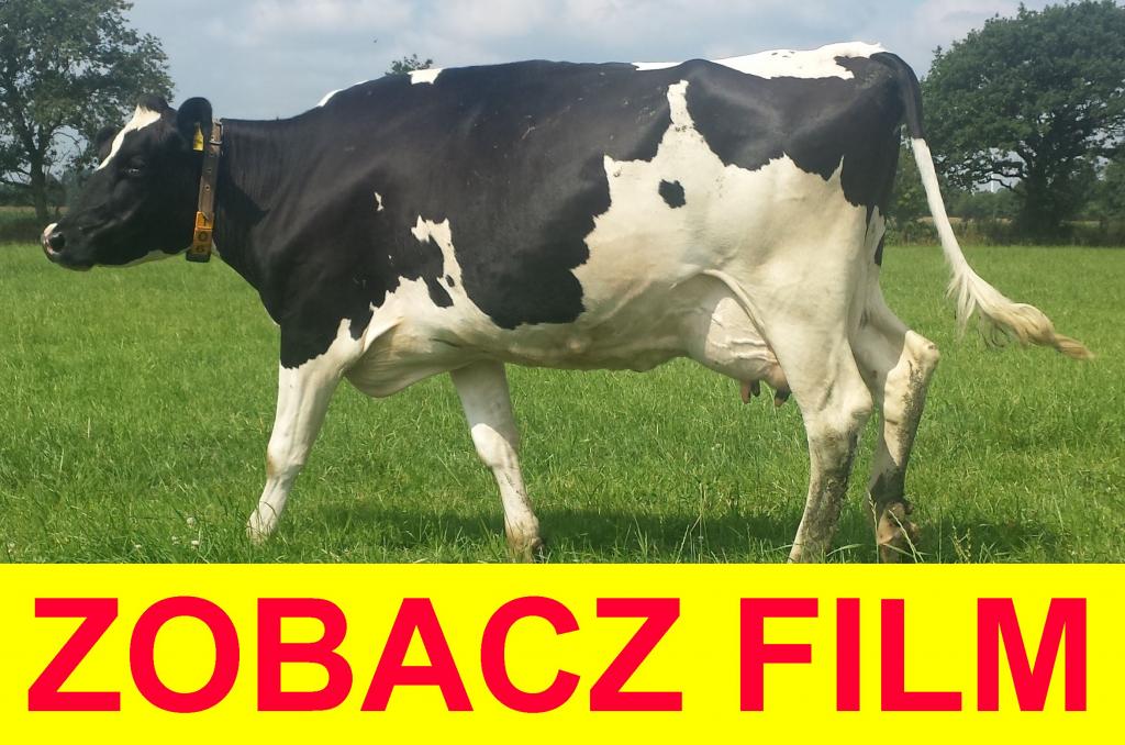 DUŃSKIE KROWY JAŁÓWKI HF zobacz FILM !!!