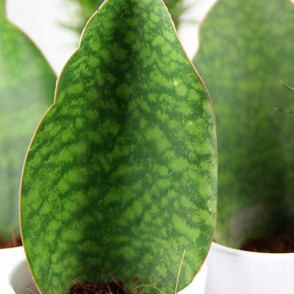 Sansewieria masoniana Sansevieria OLBRZYMIE LIŚCIE