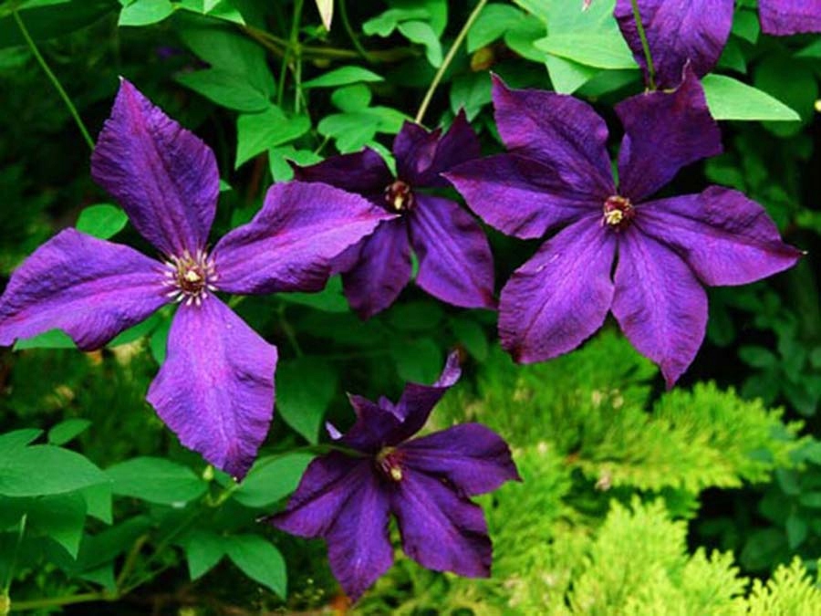 Clematis Powojnik Polish Spirit POLSKA ODMIANA, C2