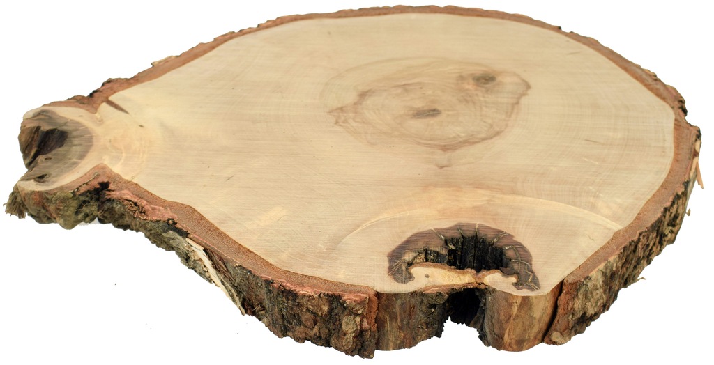 Plaster drewna, talarek drewna 30-38 cm BRZOZA HIT